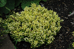 Sunjoy Gold Beret Dwarf Japanese Barberry (Berberis thunbergii 'Talago') at Lakeshore Garden Centres