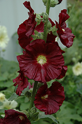 Summer Memories Hollyhock (Alcea 'Summer Memories') at Lakeshore Garden Centres
