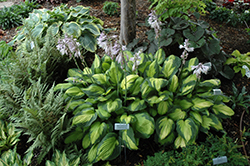 Captain Kirk Hosta (Hosta 'Captain Kirk') at Lakeshore Garden Centres