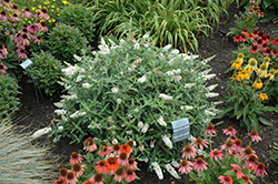 Little Angel Butterfly Bush (Buddleia 'Little Angel') at Peter Knippel Garden Centre