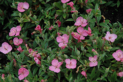 Growing Magenta Dwarf Sundrops (Oenothera 'Glowing Magenta') at Lakeshore Garden Centres