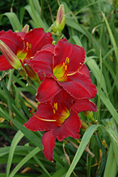 Red Razzmatazz Daylily (Hemerocallis 'Red Razzmatazz') at Lakeshore Garden Centres