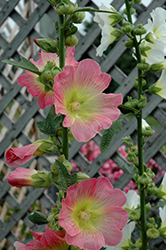 Las Vegas Hollyhock (Alcea 'Las Vegas') at Lakeshore Garden Centres