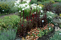 Vulcan Red Lobelia (Lobelia 'Vulcan Red') at Lakeshore Garden Centres