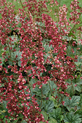 Berry Timeless Coral Bells (Heuchera 'Berry Timeless') at Peter Knippel Garden Centre
