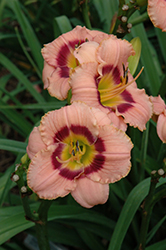 Gypsy Caravan Daylily (Hemerocallis 'Gypsy Caravan') at Lakeshore Garden Centres