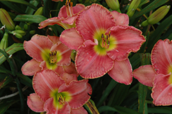 Scottish Fantasy Daylily (Hemerocallis 'Scottish Fantasy') at Peter Knippel Garden Centre