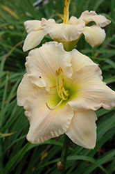 Pewter Pink Daylily (Hemerocallis 'Pewter Pink') at Lakeshore Garden Centres