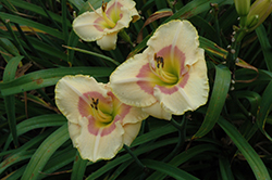 Summer Blush Daylily (Hemerocallis 'Summer Blush') at Lakeshore Garden Centres