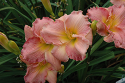 Pink Abundance Daylily (Hemerocallis 'Pink Abundance') at Lakeshore Garden Centres