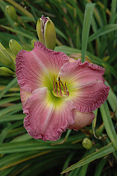 Lavender Stardust Daylily (Hemerocallis 'Lavender Stardust') at Lakeshore Garden Centres