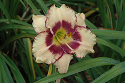 Inwood Daylily (Hemerocallis 'Inwood') at Lakeshore Garden Centres