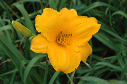 Spellbinder Daylily (Hemerocallis 'Spellbinder') at Lakeshore Garden Centres