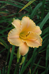 Summer Siesta Daylily (Hemerocallis 'Summer Siesta') at Lakeshore Garden Centres