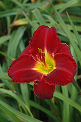Prairie Wildfire Daylily (Hemerocallis 'Prairie Wildfire') at Lakeshore Garden Centres