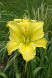 Alpha Centauri Daylily (Hemerocallis 'Alpha Centauri') at Lakeshore Garden Centres