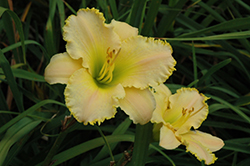 Ruffled Pastel Cheers Daylily (Hemerocallis 'Ruffled Pastel Cheers') at Lakeshore Garden Centres