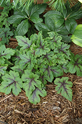Jade Peacock Foamflower (Tiarella 'Jade Peacock') at Lakeshore Garden Centres