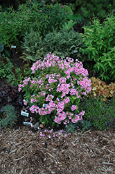 Pixie Twinkle Garden Phlox (Phlox paniculata 'Pixie Twinkle') at Lakeshore Garden Centres