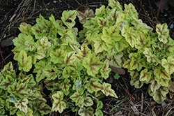 Leapfrog Foamy Bells (Heucherella 'Leapfrog') at Lakeshore Garden Centres