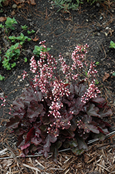 Dolce Brazen Raisin Coral Bells (Heuchera 'Inheubrara') at Lakeshore Garden Centres