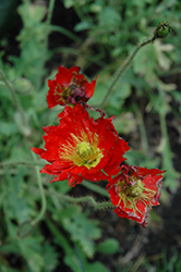 Pulcinella Red Poppy (Papaver nudicaule 'Pulcinella Red') at Lakeshore Garden Centres