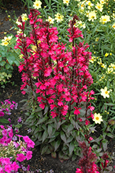 Starship Deep Rose Lobelia (Lobelia 'Starship Deep Rose') at Lakeshore Garden Centres