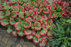 Karasuba Mukdenia (Mukdenia rossii 'Karasuba') at Lakeshore Garden Centres
