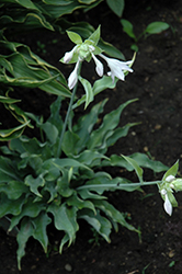 Joy Ride Hosta (Hosta 'Joy Ride') at Lakeshore Garden Centres