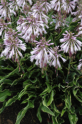 Praying Hands Hosta (Hosta 'Praying Hands') at Peter Knippel Garden Centre