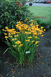 Walberton Yellow Crocosmia (Crocosmia 'Walcroy') at Lakeshore Garden Centres