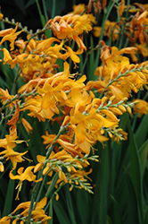 Walberton Yellow Crocosmia (Crocosmia 'Walcroy') at Lakeshore Garden Centres