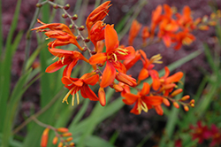 Bright Eyes Crocosmia (Crocosmia 'WALBREYES') at Lakeshore Garden Centres