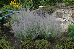 Dark Night Russian Sage (Perovskia 'Dark Night') at Lakeshore Garden Centres