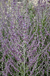 Dark Night Russian Sage (Perovskia 'Dark Night') at Lakeshore Garden Centres