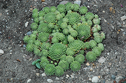 Braun's Hens And Chicks (Sempervivum 'Braunii') at Lakeshore Garden Centres