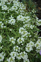 Frosty Knight Alyssum (Lobularia 'Frosty Knight') at Lakeshore Garden Centres