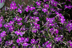 Lucia Ultraviolet Lobelia (Lobelia erinus 'Lucia Ultraviolet') at Lakeshore Garden Centres
