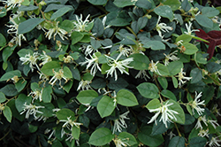 Jazz Hands Dwarf White Chinese Fringeflower (Loropetalum chinense 'Hakuou') at Lakeshore Garden Centres