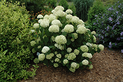 Incrediball Storm Proof Hydrangea (Hydrangea arborescens 'SMNHAGOV') at Lakeshore Garden Centres