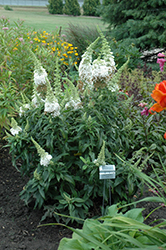 Monarch Princess Bride Butterfly Bush (Buddleia 'Princess Bride') at Lakeshore Garden Centres