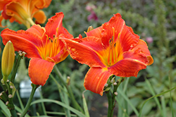 Alabama Jubilee Daylily (Hemerocallis 'Alabama Jubilee') at Lakeshore Garden Centres