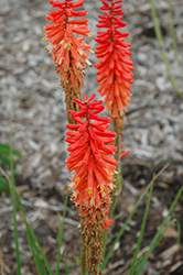 Echo Rojo Torchlily (Kniphofia 'Echo Rojo') at Lakeshore Garden Centres