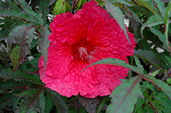 Plum Fantasy Hibiscus (Hibiscus 'Plum Fantasy') at Lakeshore Garden Centres