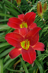 Ruby Throat Daylily (Hemerocallis 'Ruby Throat') at Lakeshore Garden Centres
