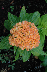 Jura Salmon Celosia (Celosia 'Jura Salmon') at Lakeshore Garden Centres