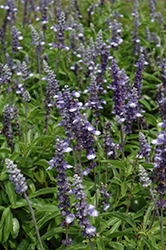 Blue Frost Salvia (Salvia farinacea 'Blue Frost') at Lakeshore Garden Centres