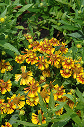 Western Mixture Sneezeweed (Helenium autumnale 'Western Mixture') at Lakeshore Garden Centres
