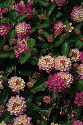 Evita Pink Lantana (Lantana 'Evita Pink') at Lakeshore Garden Centres