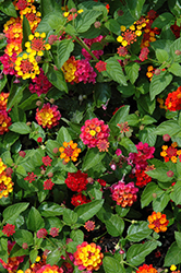 Evita Rose Lantana (Lantana 'Evita Rose') at Lakeshore Garden Centres